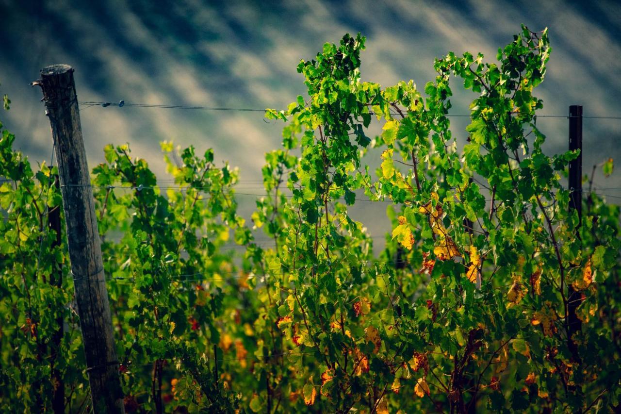 Filodivino Wine Resort & Spa San Marcello  Exteriér fotografie